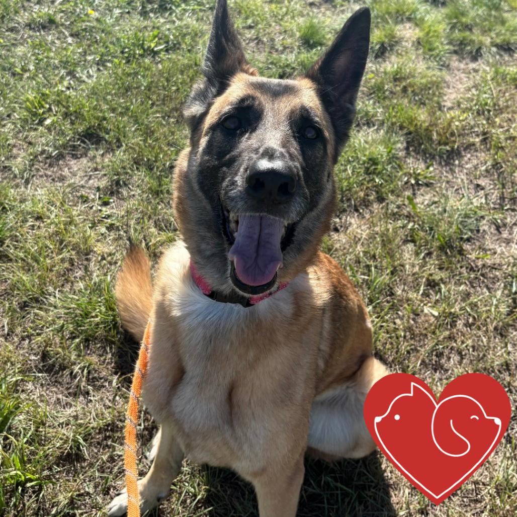 Piper, Adoptable, Adult Female German Shepherd Dog & Belgian Shepherd / Malinois.