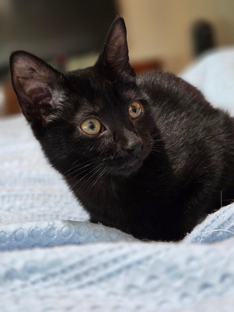 Enlarge Kiruna, a Adoptable mixed breed in Fort Lupton, CO image 1/2