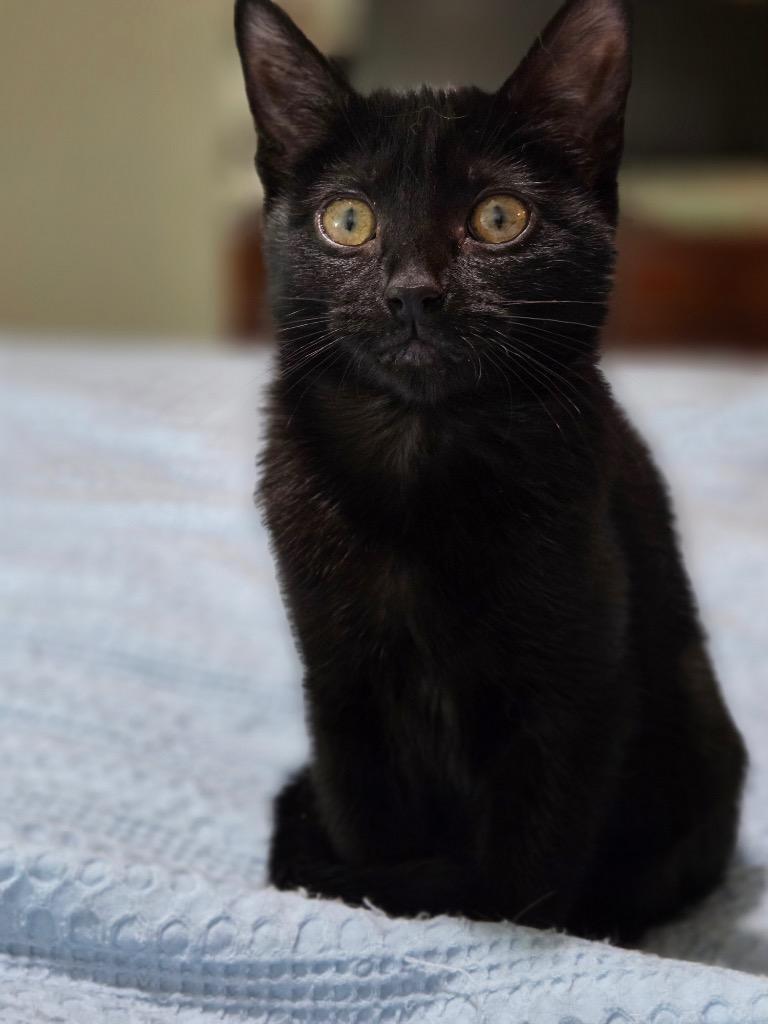 Enlarge Kiruna, a Adoptable mixed breed in Fort Lupton, CO image 2/2