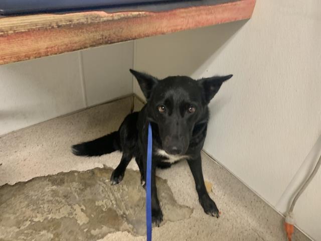 Enlarge Bella - URGENT - NEEDS HELP NOW, a ADOPTABLE Border Collie in Thousand Oaks, CA image 1/2