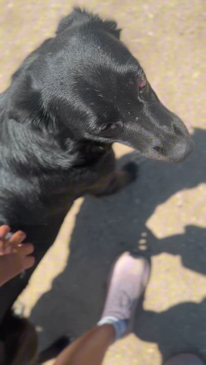 Enlarge Bella - URGENT - NEEDS HELP NOW, a ADOPTABLE Border Collie in Thousand Oaks, CA video 2/2