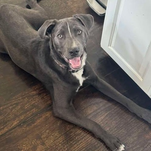 Woody, ADOPTABLE, Young Male Labrador Retriever & Weimaraner.