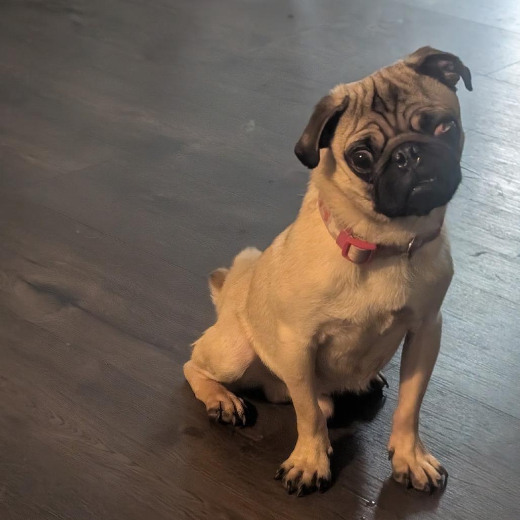 Enlarge Puggie, a Adoptable Pug in Pittsburg, KS image 1/5