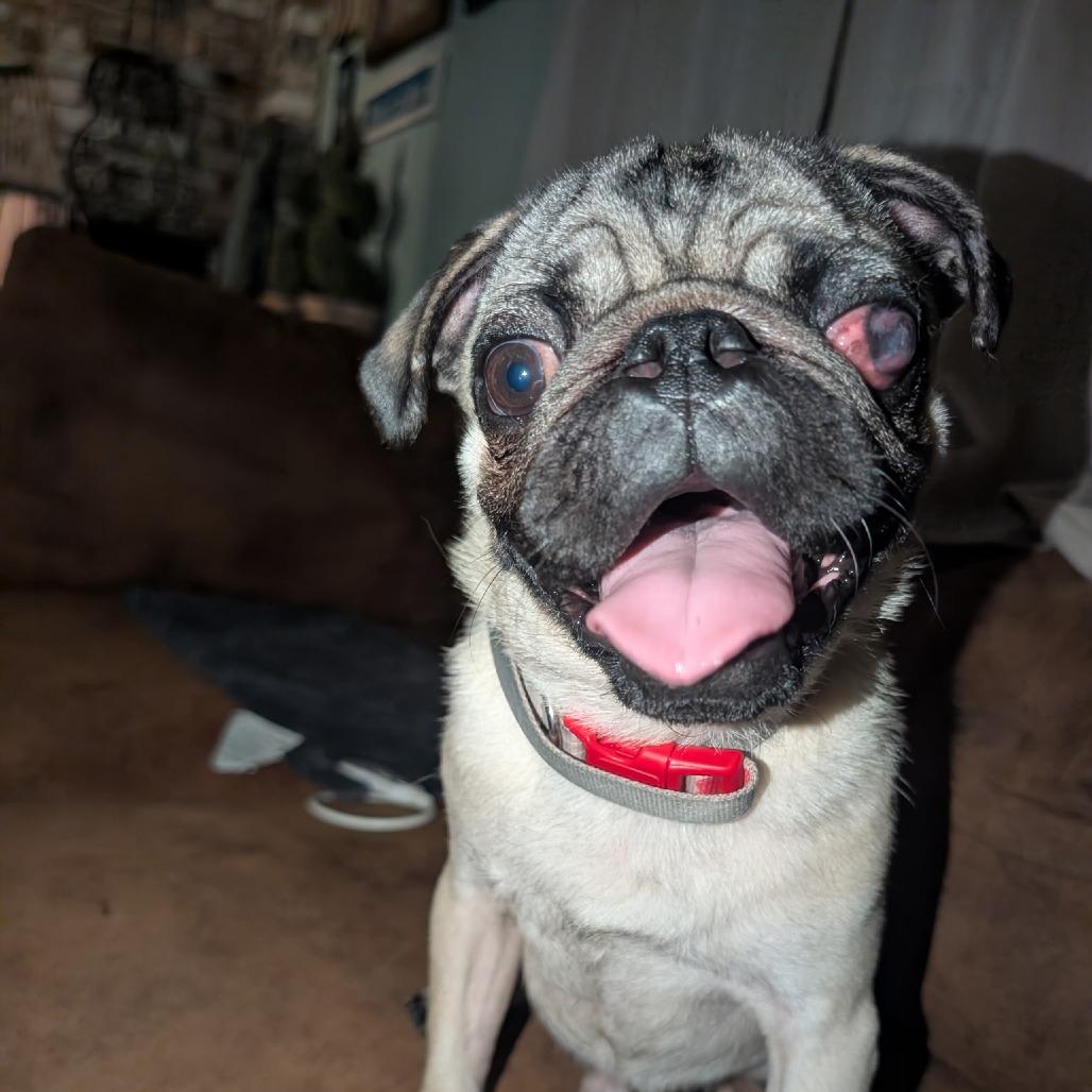 Enlarge Puggie, a Adoptable Pug in Pittsburg, KS image 2/5