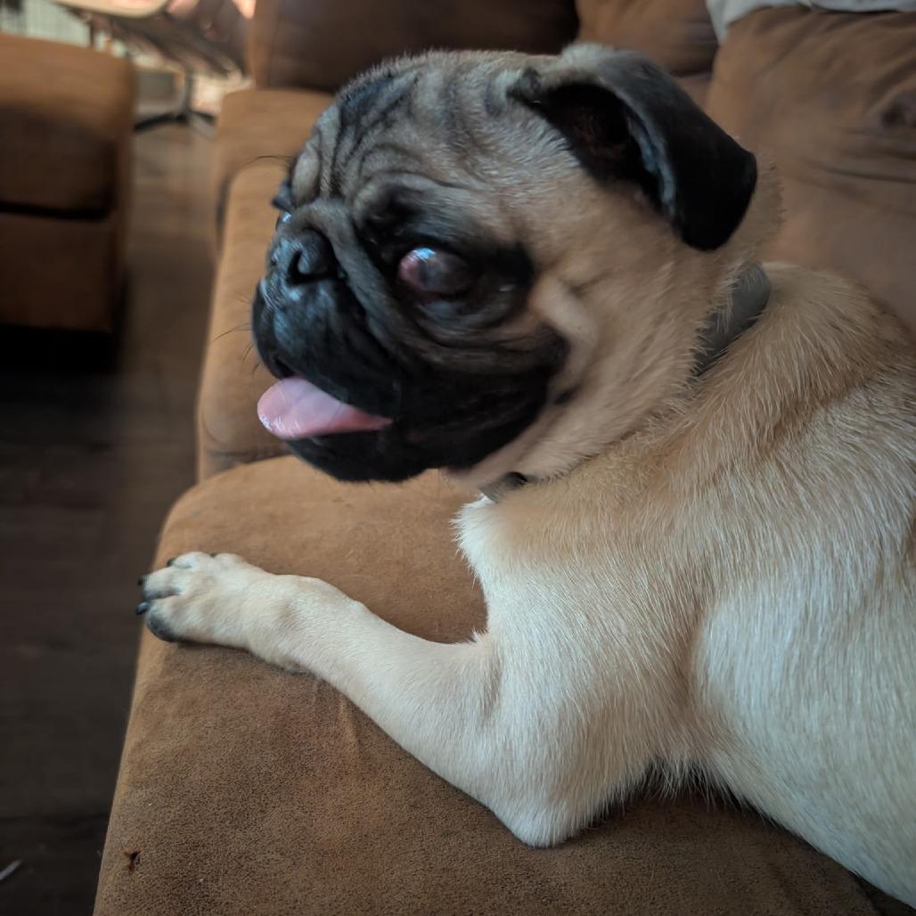 Enlarge Puggie, a Adoptable Pug in Pittsburg, KS image 3/5