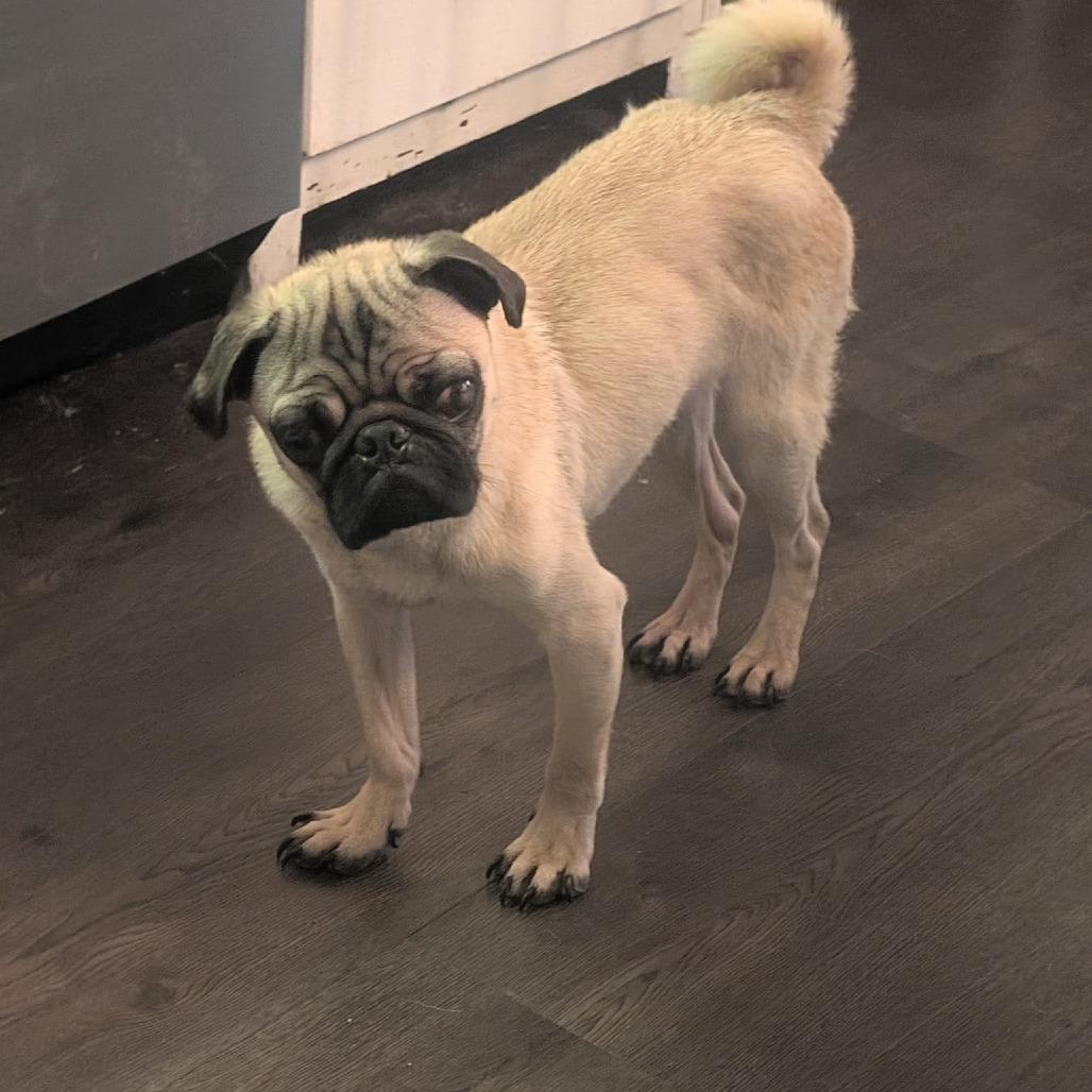 Enlarge Puggie, a Adoptable Pug in Pittsburg, KS image 4/5