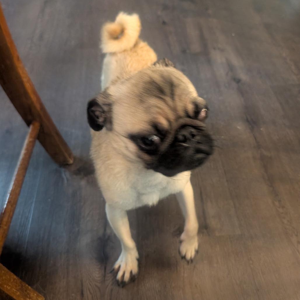 Enlarge Puggie, a Adoptable Pug in Pittsburg, KS image 5/5