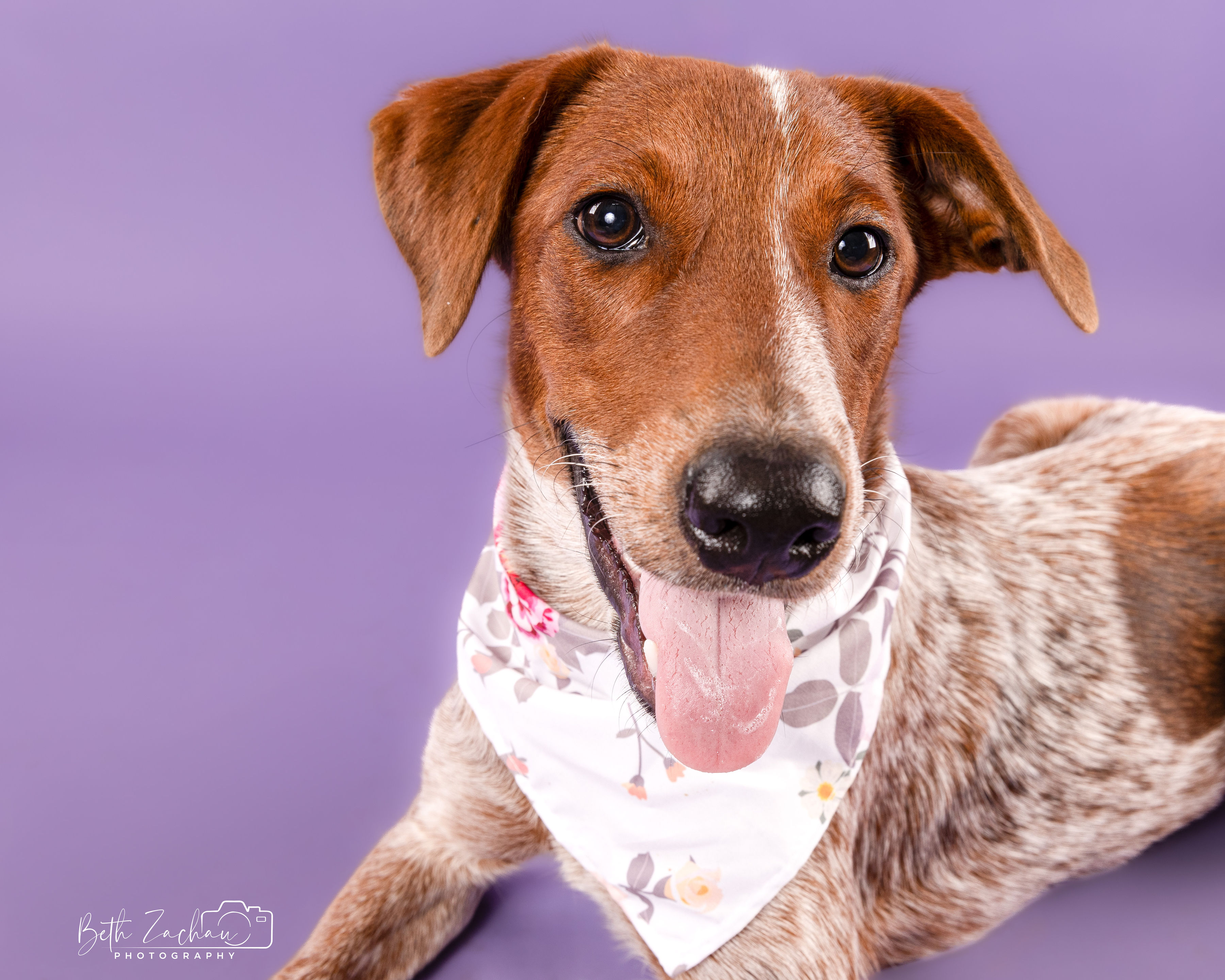 Dog for adoption Maggie, a Cattle Dog in Springfield, IL Petfinder