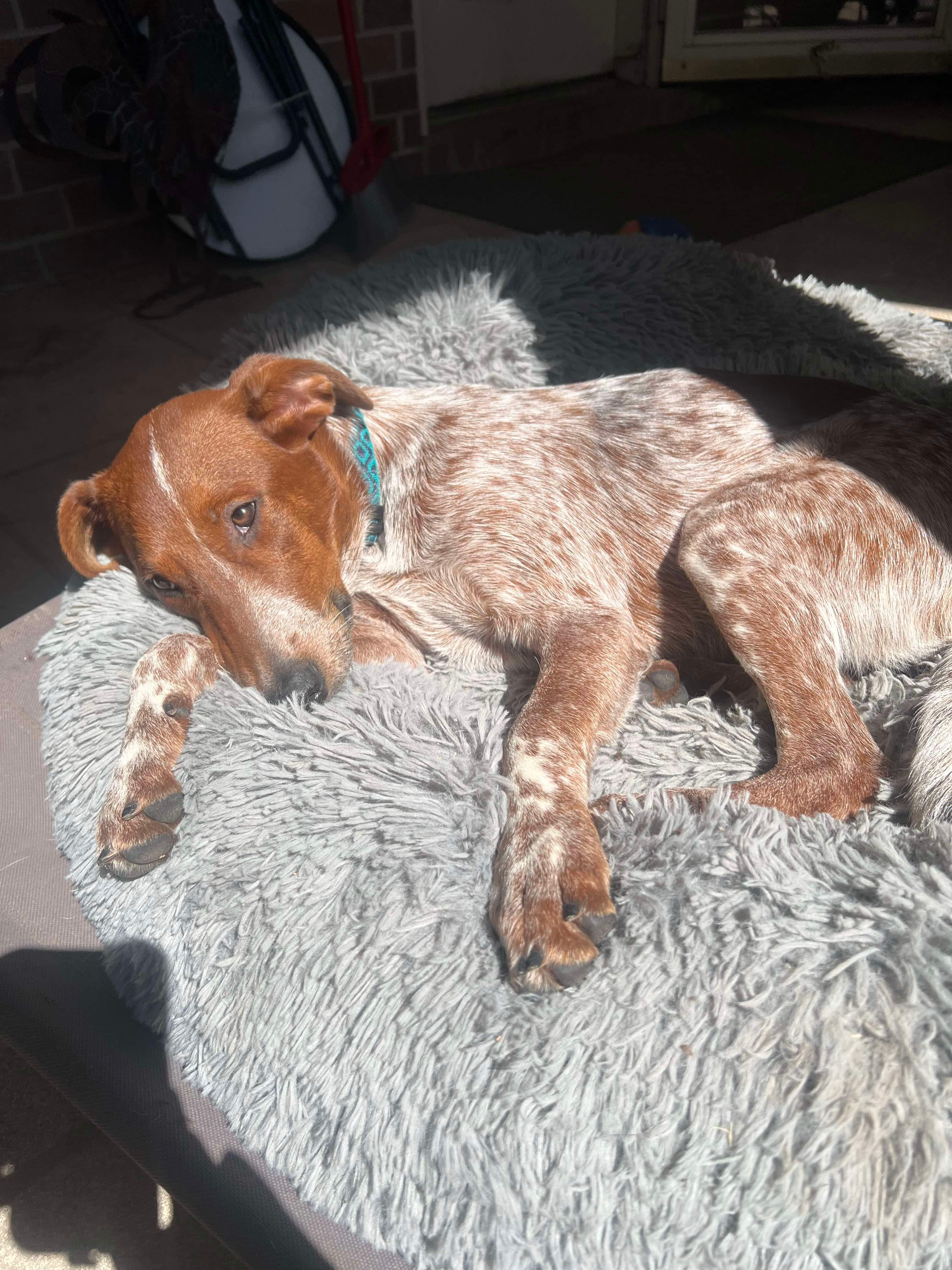 Dog for adoption Maggie, a Cattle Dog in Springfield, IL Petfinder