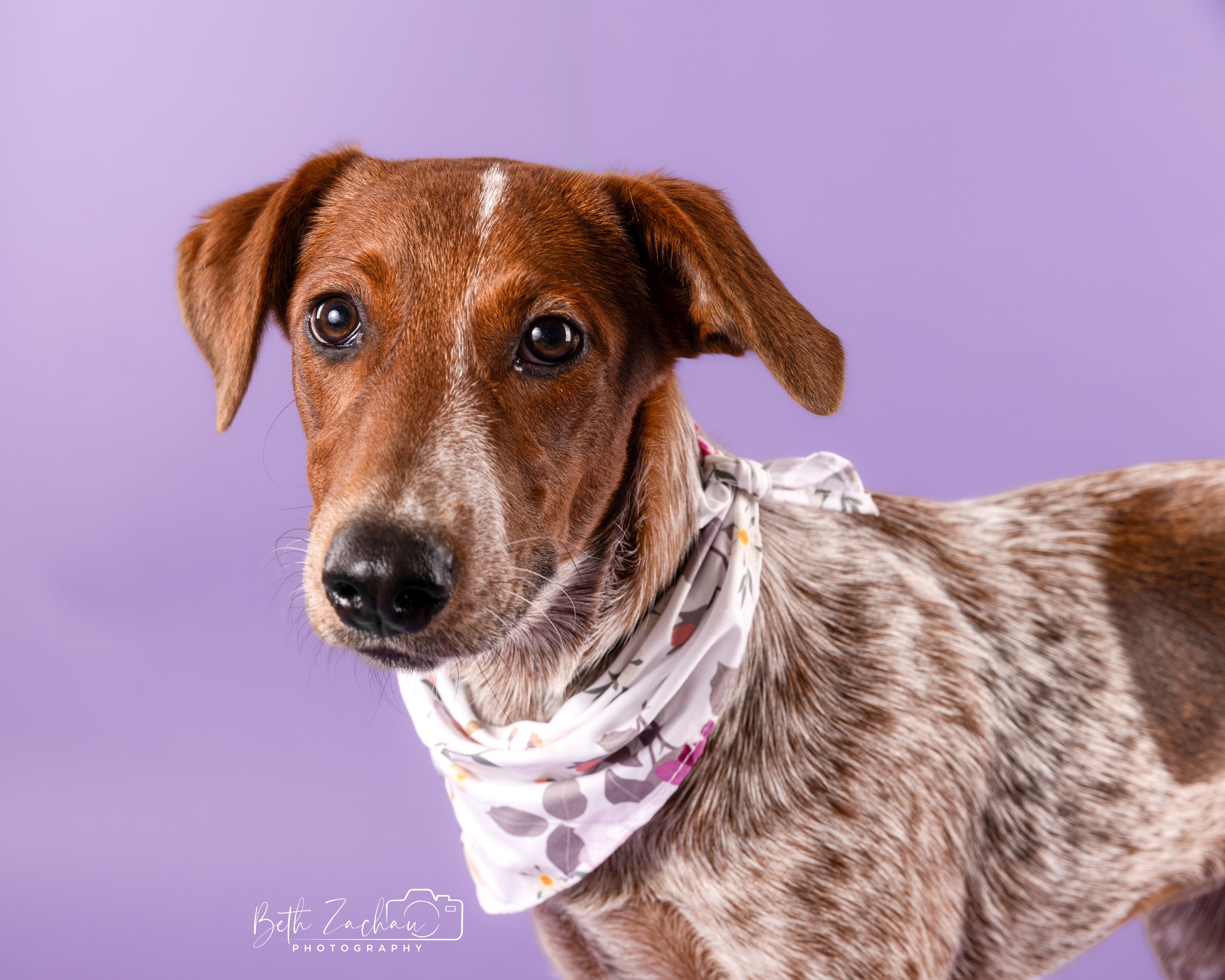 Dog for adoption Maggie, a Cattle Dog in Springfield, IL Petfinder