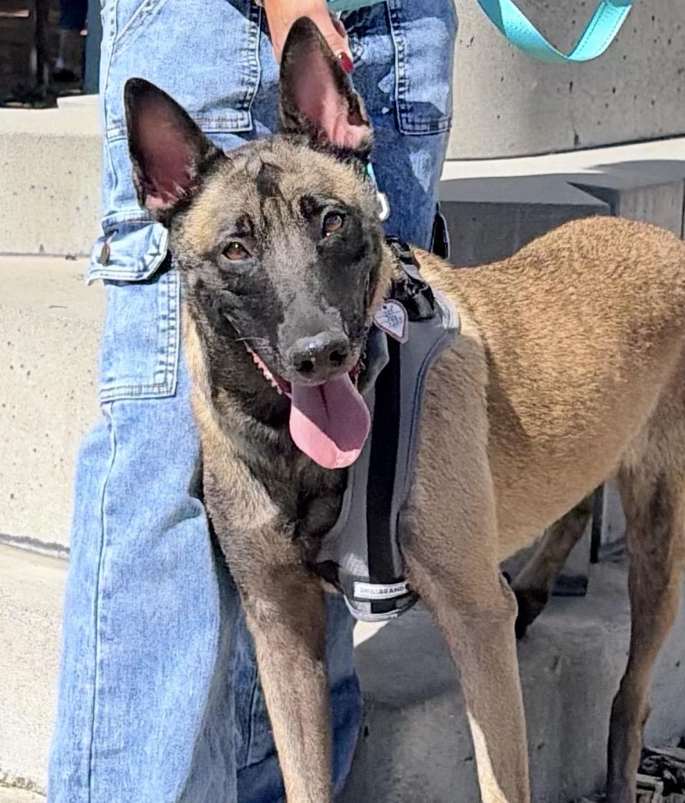 Emmy, Adoptable, Young Female Belgian Shepherd / Malinois.