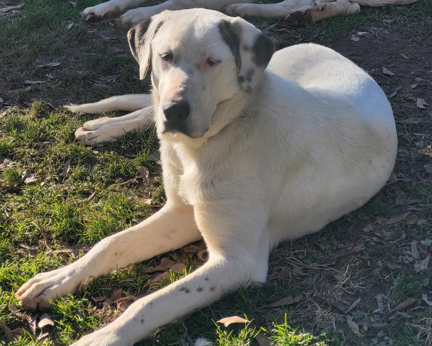 Brook, a Adoptable mixed breed in Cleveland, AL image 2/2