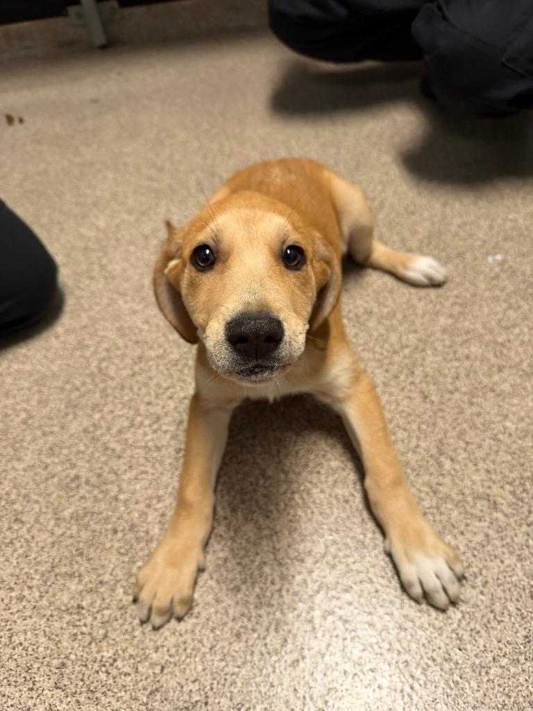 Cinnamon, Adoptable, Puppy Female Retriever.