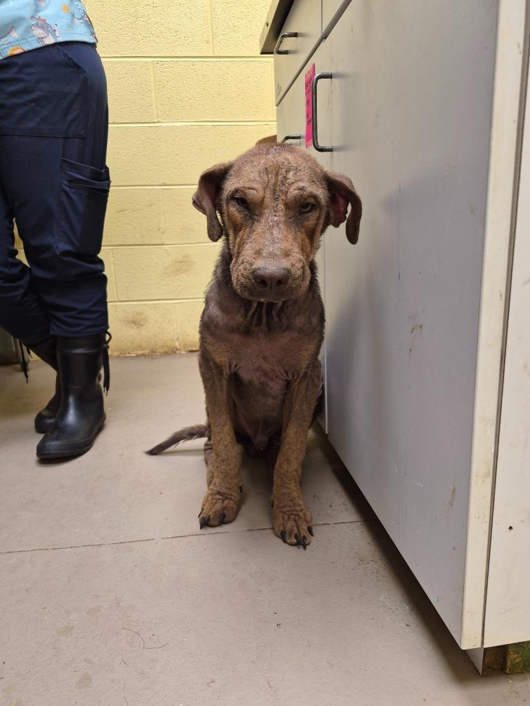 WILBUR, Adoptable, Puppy Male Labrador Retriever.