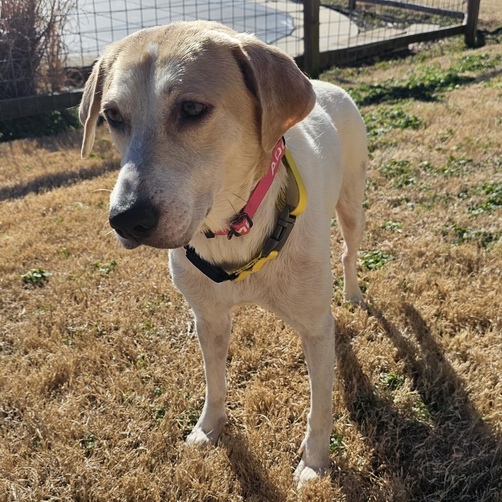Holly, Adoptable, Adult Female Mixed Breed.