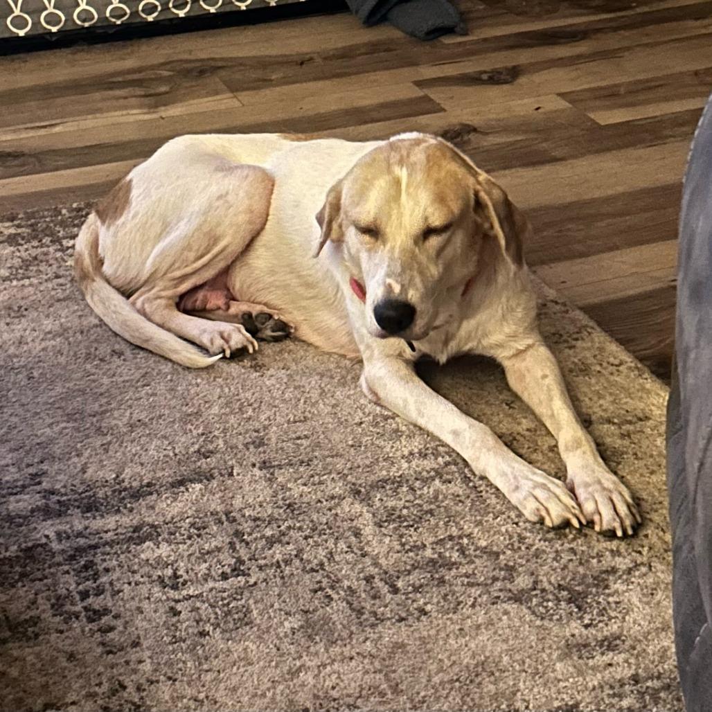 Holly, Adoptable, Adult Female Mixed Breed.