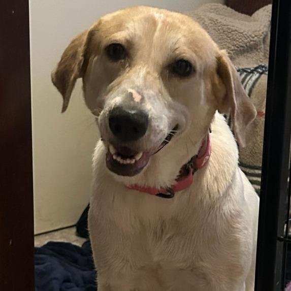 Enlarge Holly, a Adoptable Mixed Breed in Bentonville, AR image 2/4