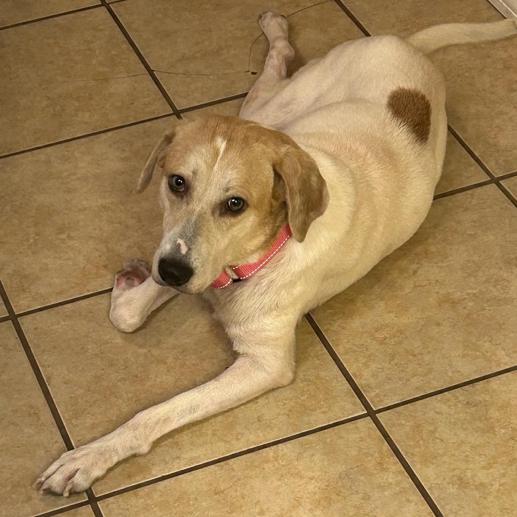 Enlarge Holly, a Adoptable Mixed Breed in Bentonville, AR image 3/4