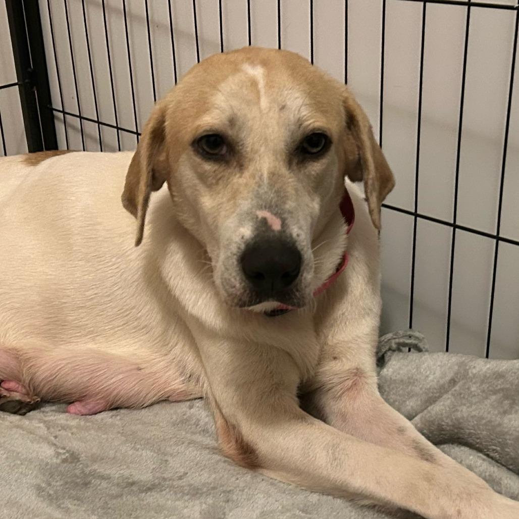 Enlarge Holly, a Adoptable Mixed Breed in Bentonville, AR image 4/4