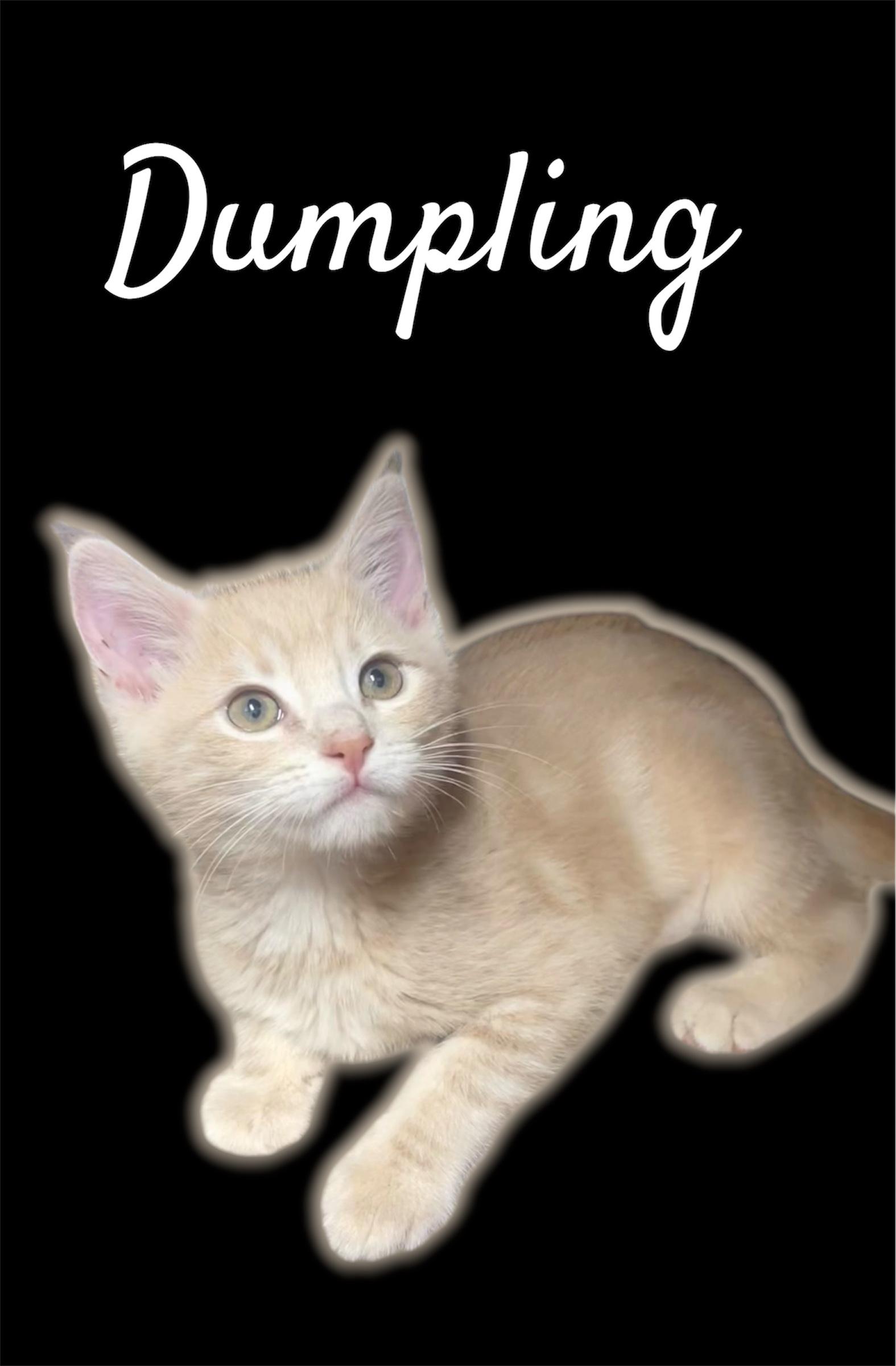 Dumpling (Bonded with Dovey), ADOPTABLE, Kitten Female Domestic Short Hair.