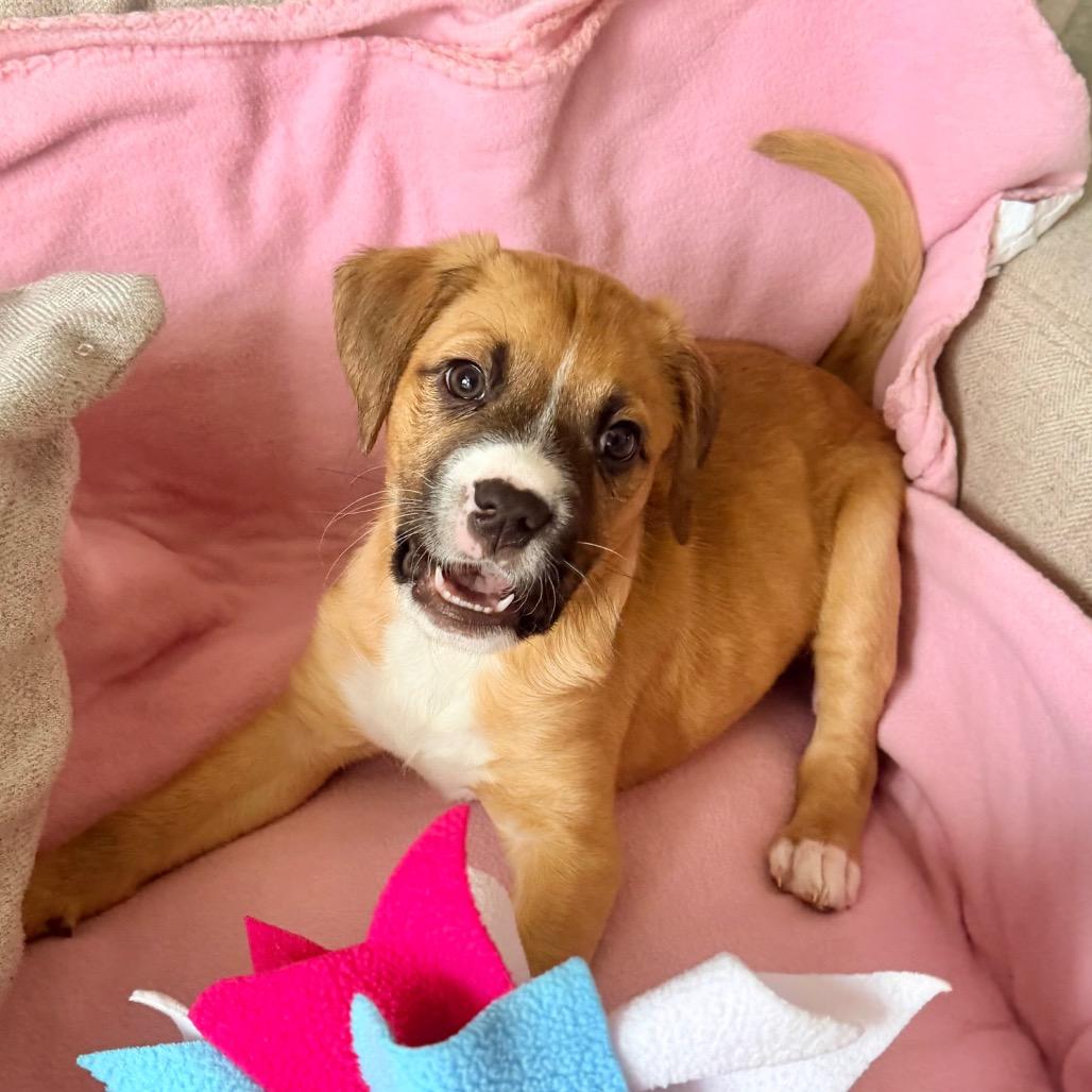 Enlarge Moana, a Adoptable mixed breed in Saint John, IN image 1/6