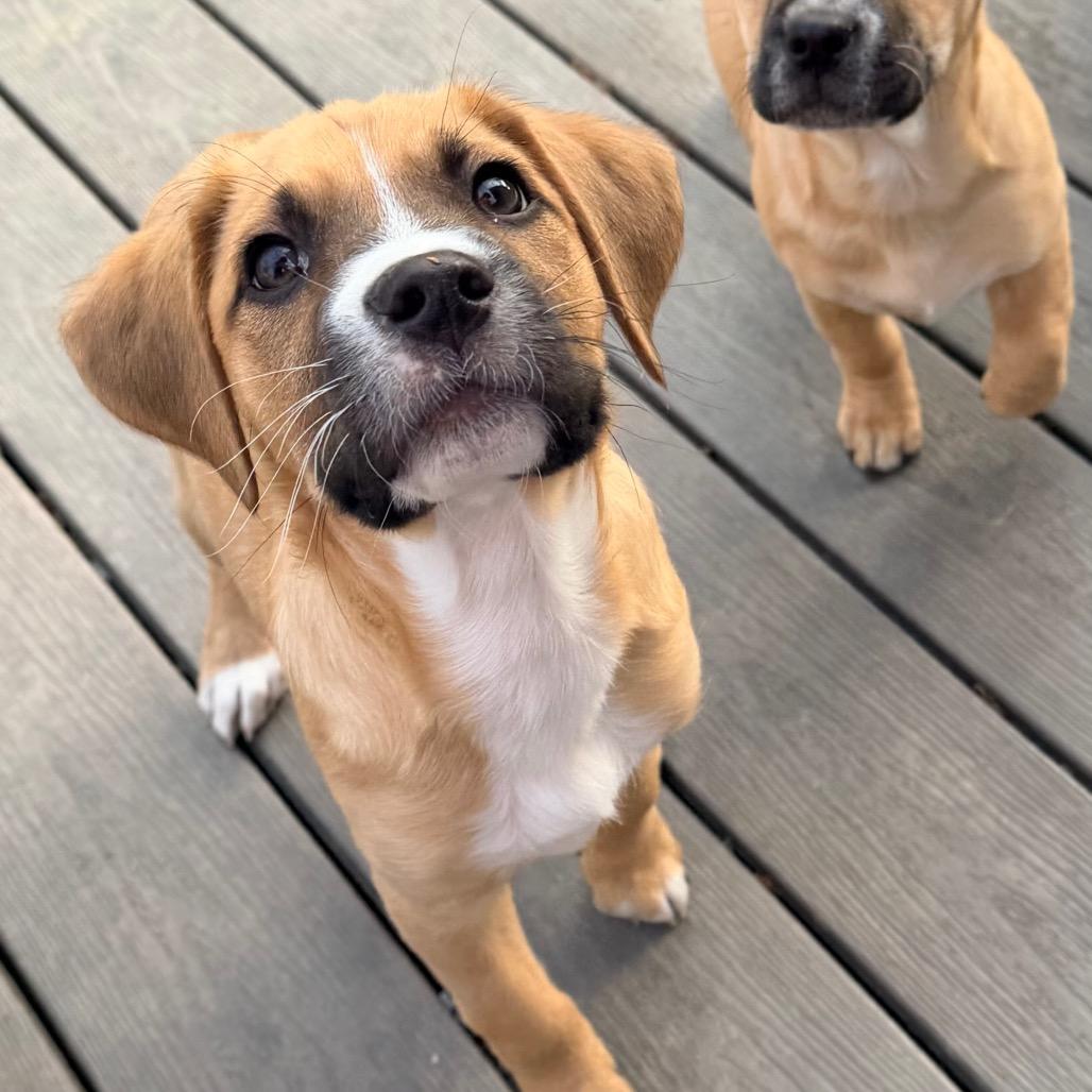 Enlarge Moana, a Adoptable mixed breed in Saint John, IN image 2/6