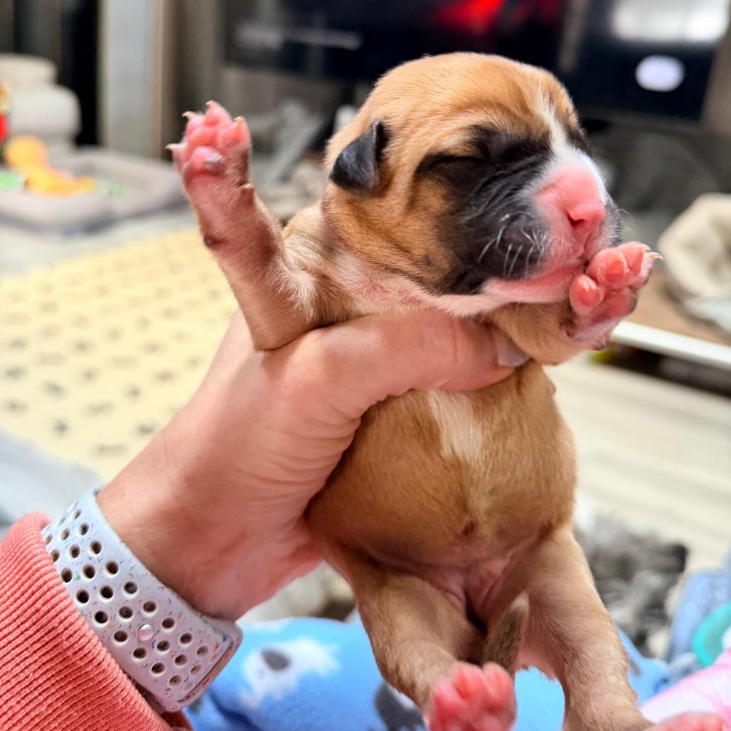 Enlarge Moana, a Adoptable mixed breed in Saint John, IN image 3/6