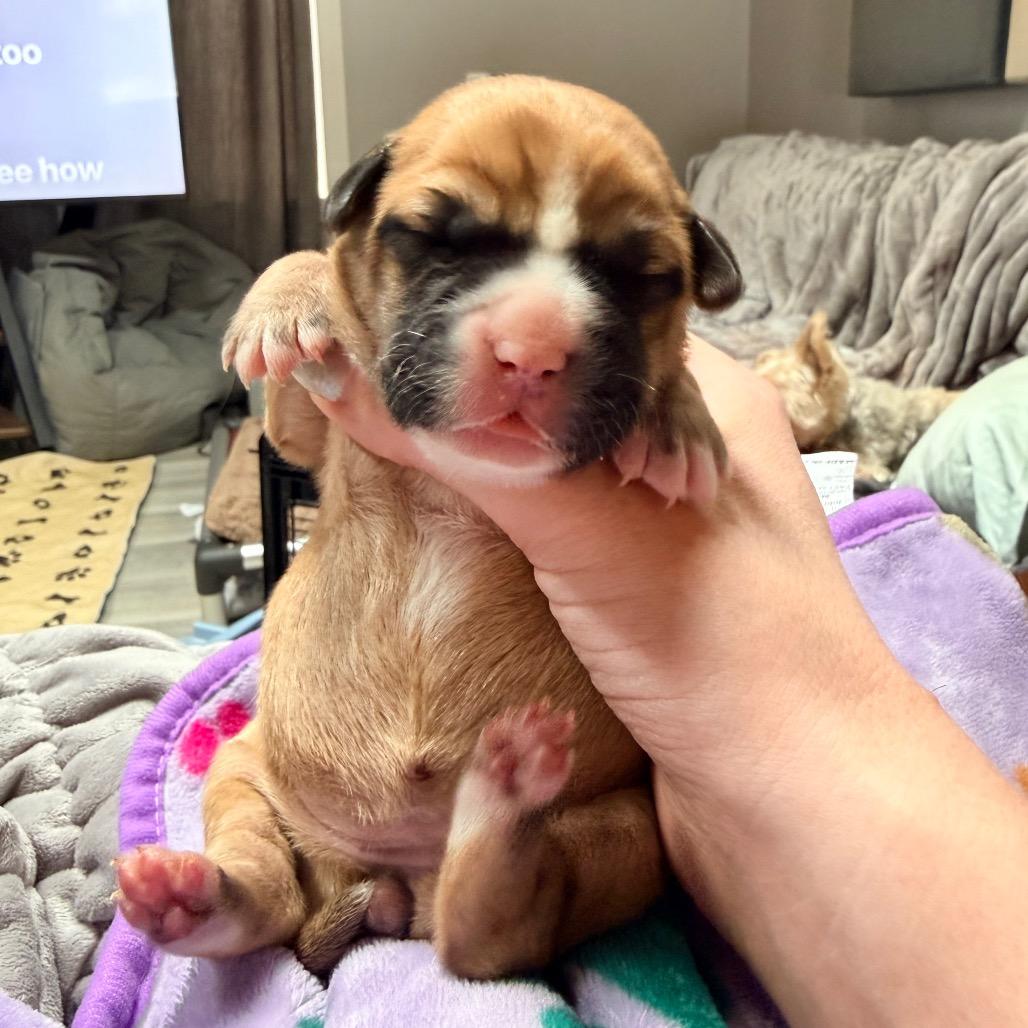 Enlarge Moana, a Adoptable mixed breed in Saint John, IN image 4/6