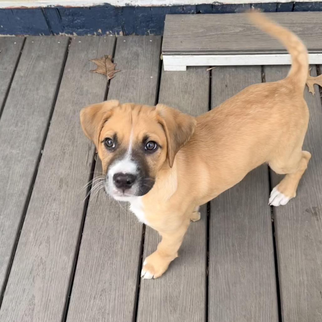 Enlarge Moana, a Adoptable mixed breed in Saint John, IN image 5/6