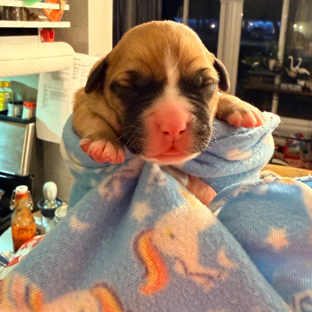 Enlarge Moana, a Adoptable mixed breed in Saint John, IN image 6/6