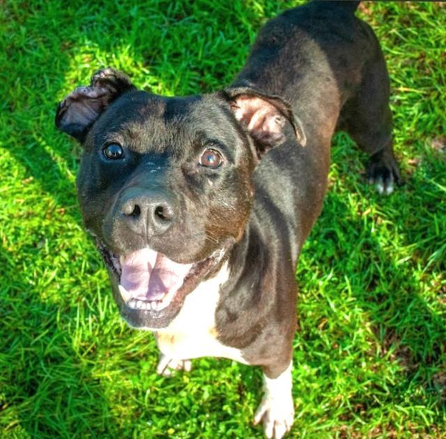 Enlarge JUDO, a Adoptable mixed breed in Brunswick, GA image 1/1