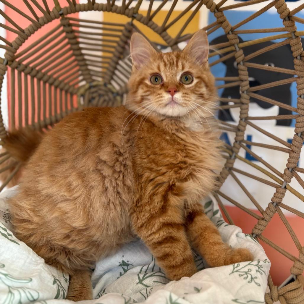 Remy (Special Needs), Adoptable, Kitten Male Domestic Long Hair.