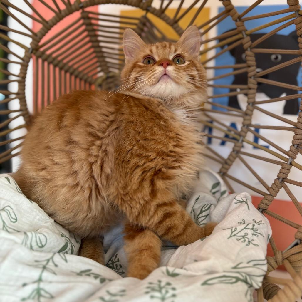 Enlarge Remy (Special Needs), a Adoptable Domestic Long Hair in Lexington, KY image 2/3