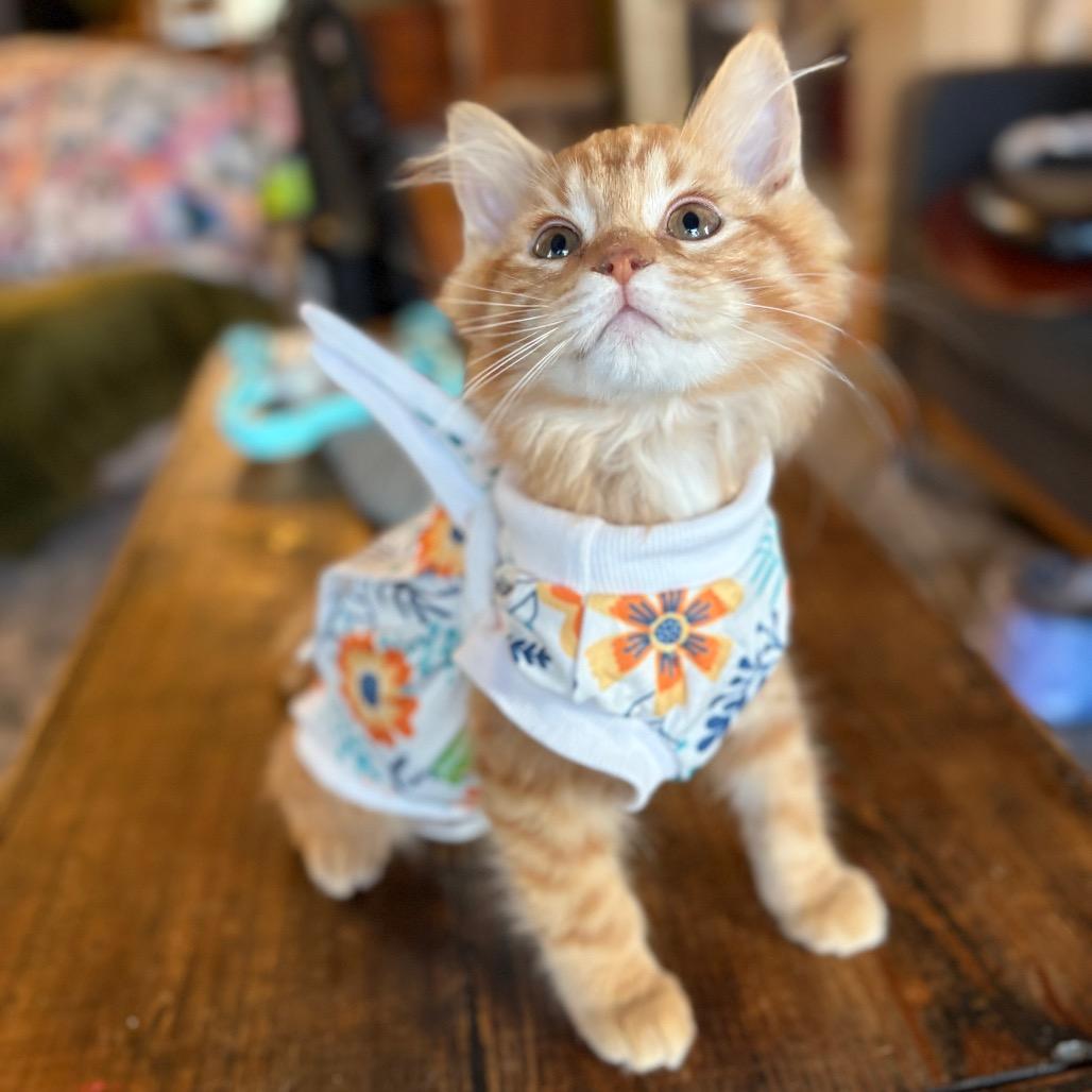 Enlarge Remy (Special Needs), a Adoptable Domestic Long Hair in Lexington, KY image 2/6