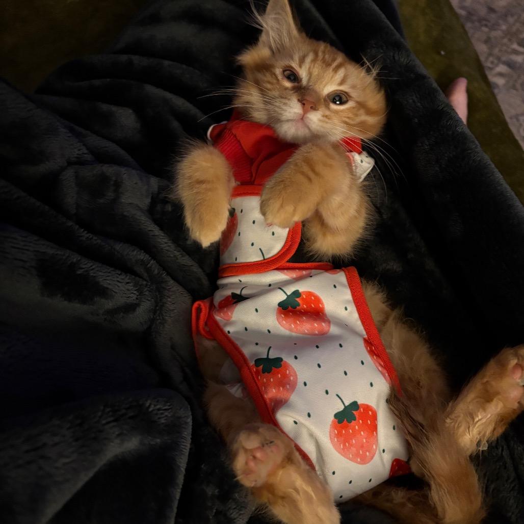 Enlarge Remy (Special Needs), a Adoptable Domestic Long Hair in Lexington, KY image 3/6