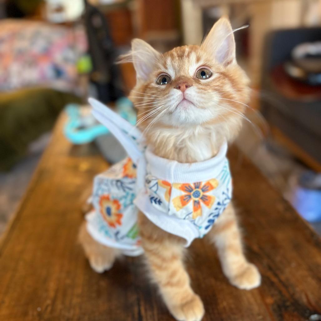 Enlarge Remy (Special Needs), a Adoptable Domestic Long Hair in Lexington, KY image 4/6