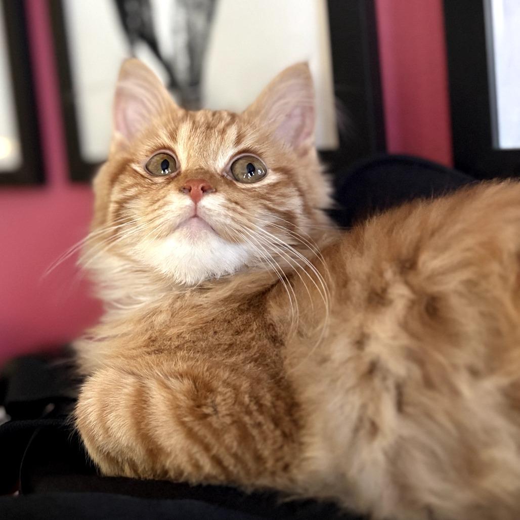 Remy (Special Needs), Adoptable, Kitten Male Domestic Long Hair.