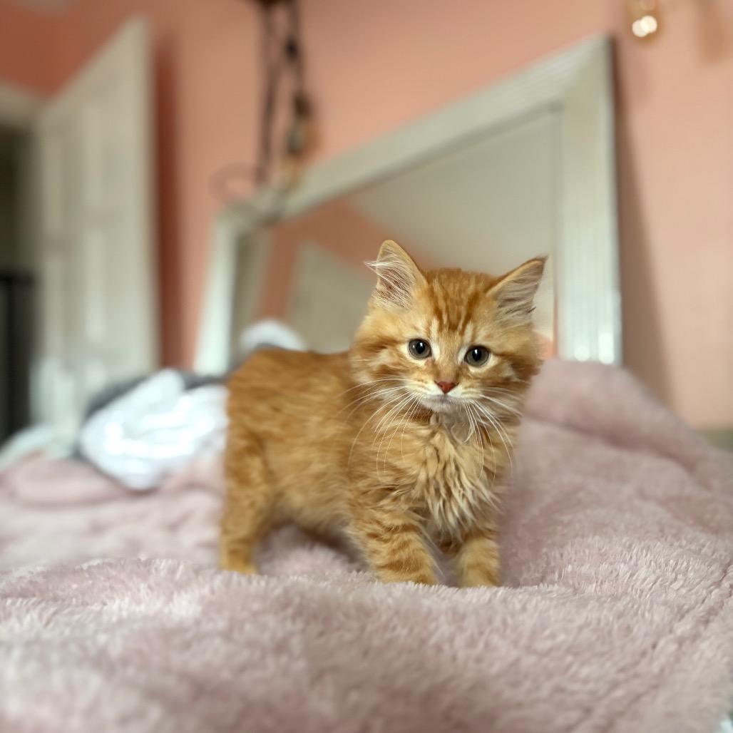 Enlarge Remy (Special Needs), a Adoptable Domestic Long Hair in Lexington, KY image 6/6