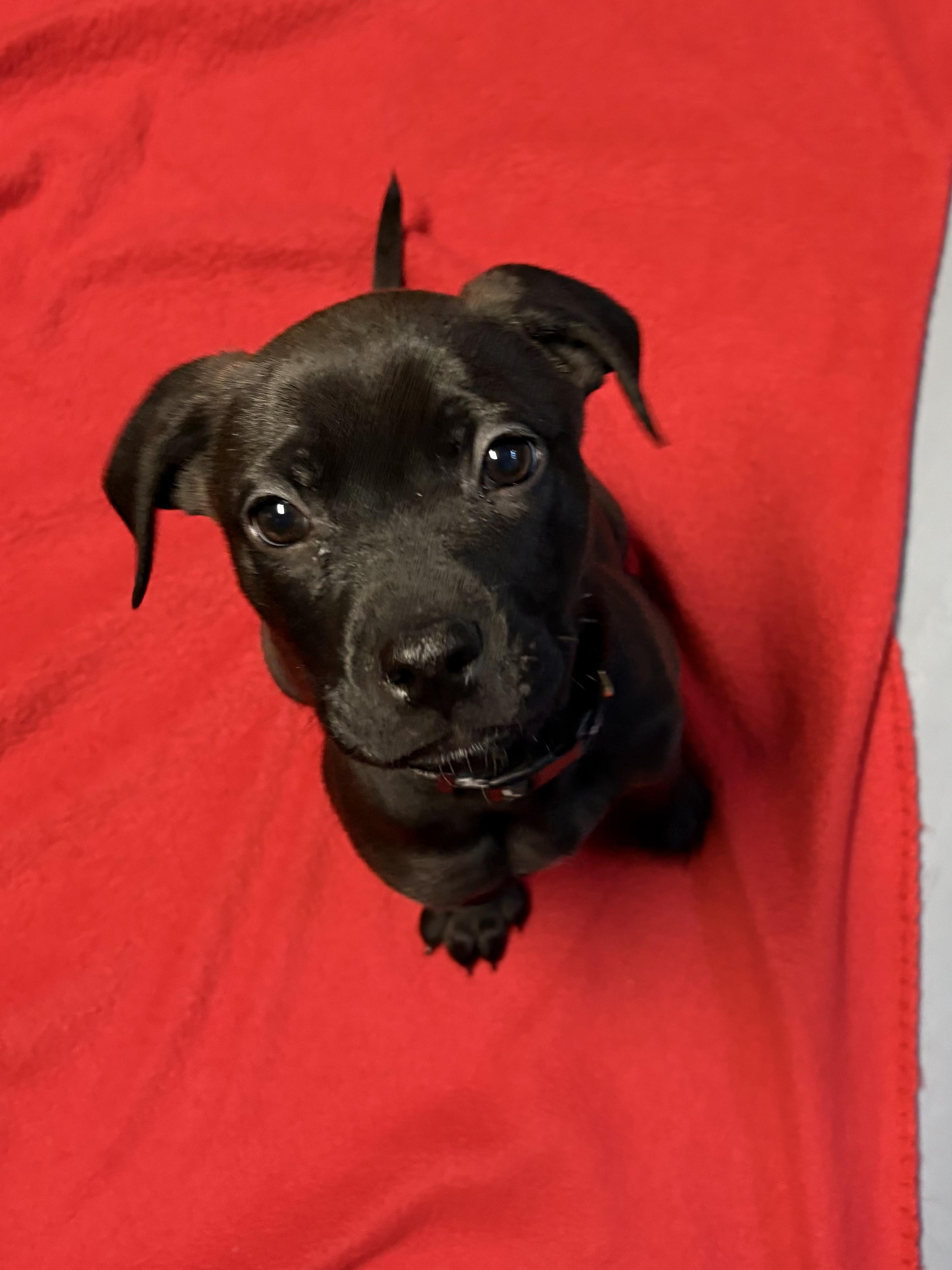 Jack, ADOPTABLE, Puppy Male Mixed Breed.