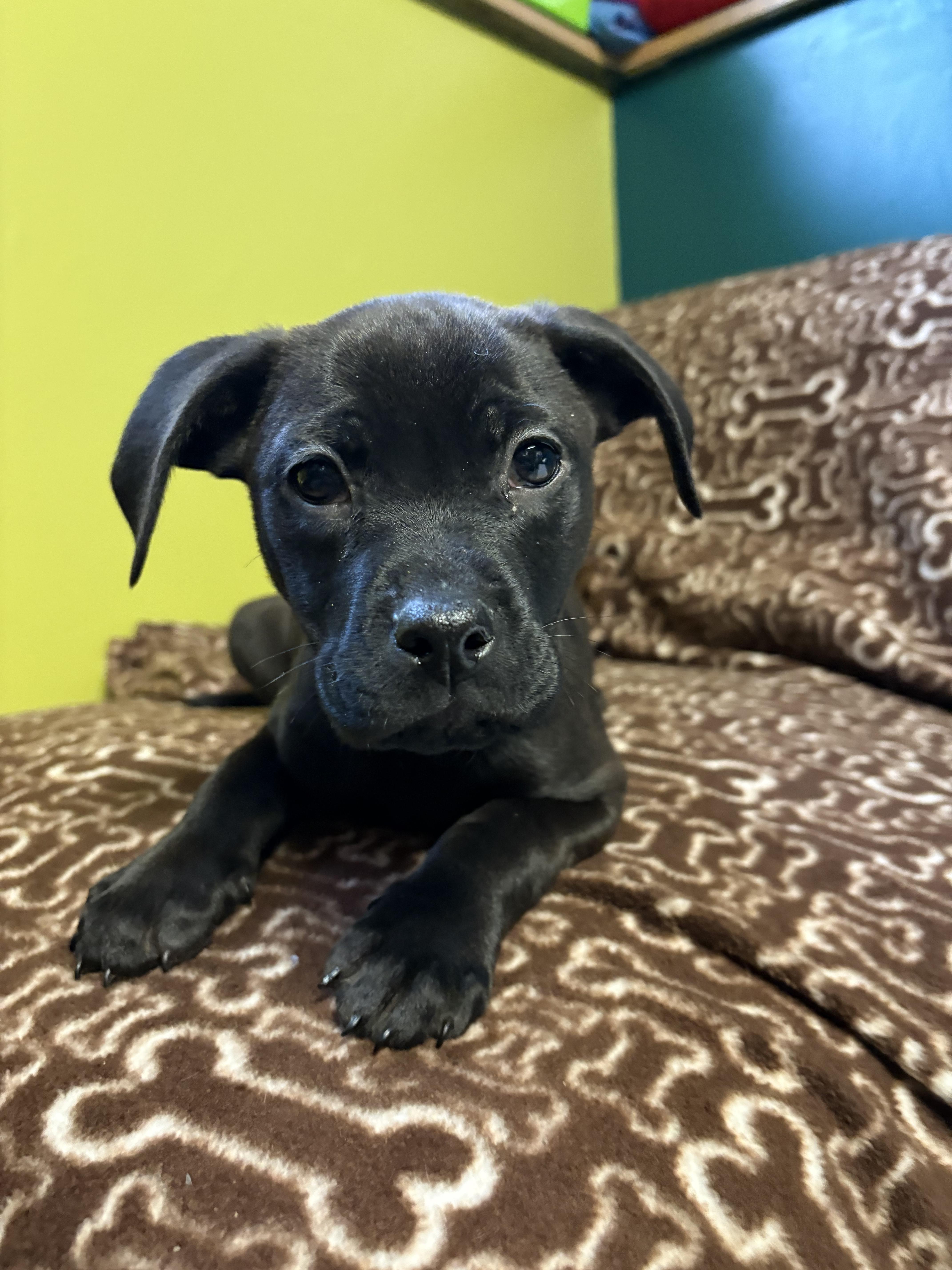 Enlarge Jack, a ADOPTABLE Mixed Breed in Saskatoon, SK image 2/5