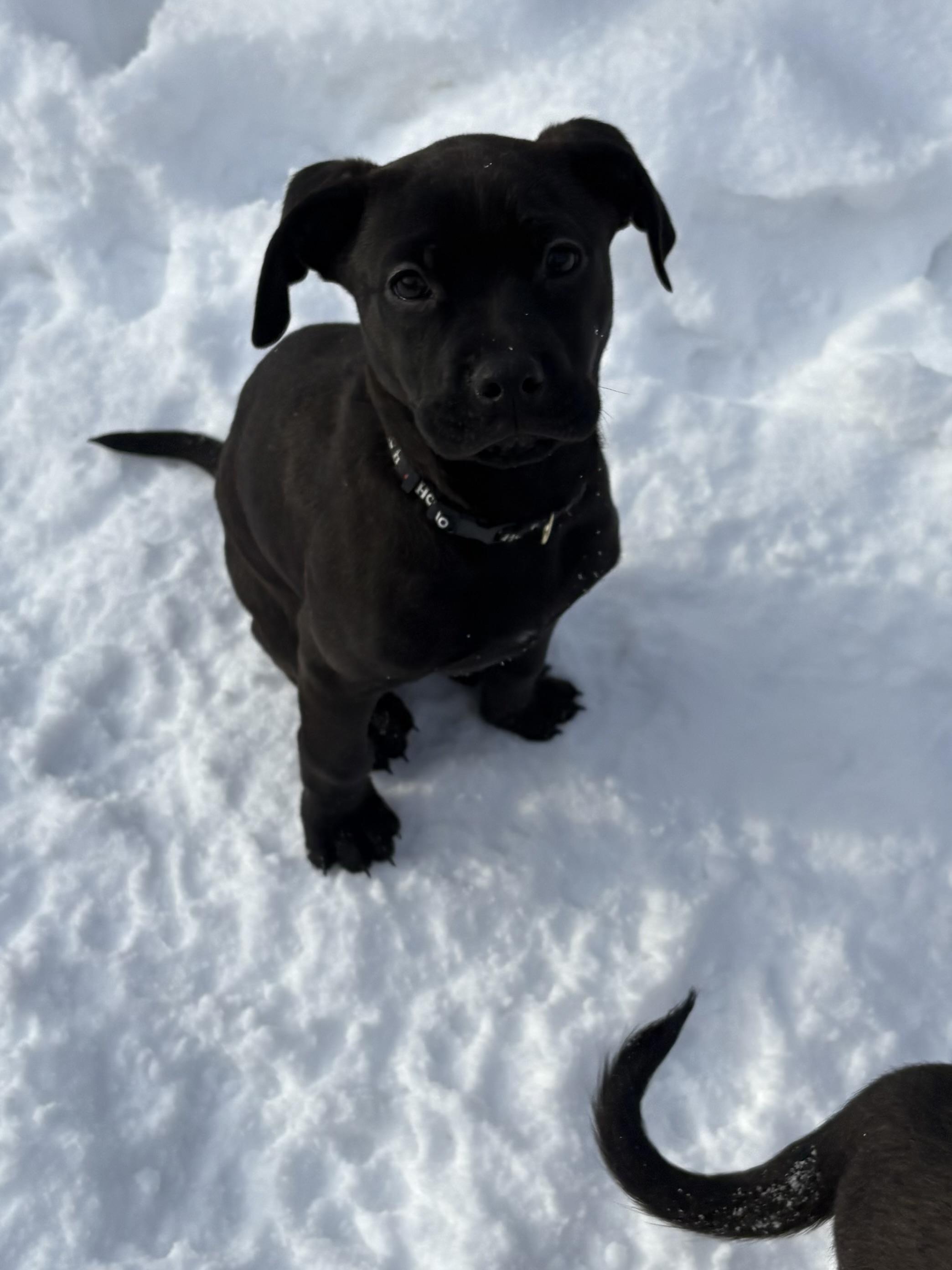 Jack, ADOPTABLE, Puppy Male Mixed Breed.