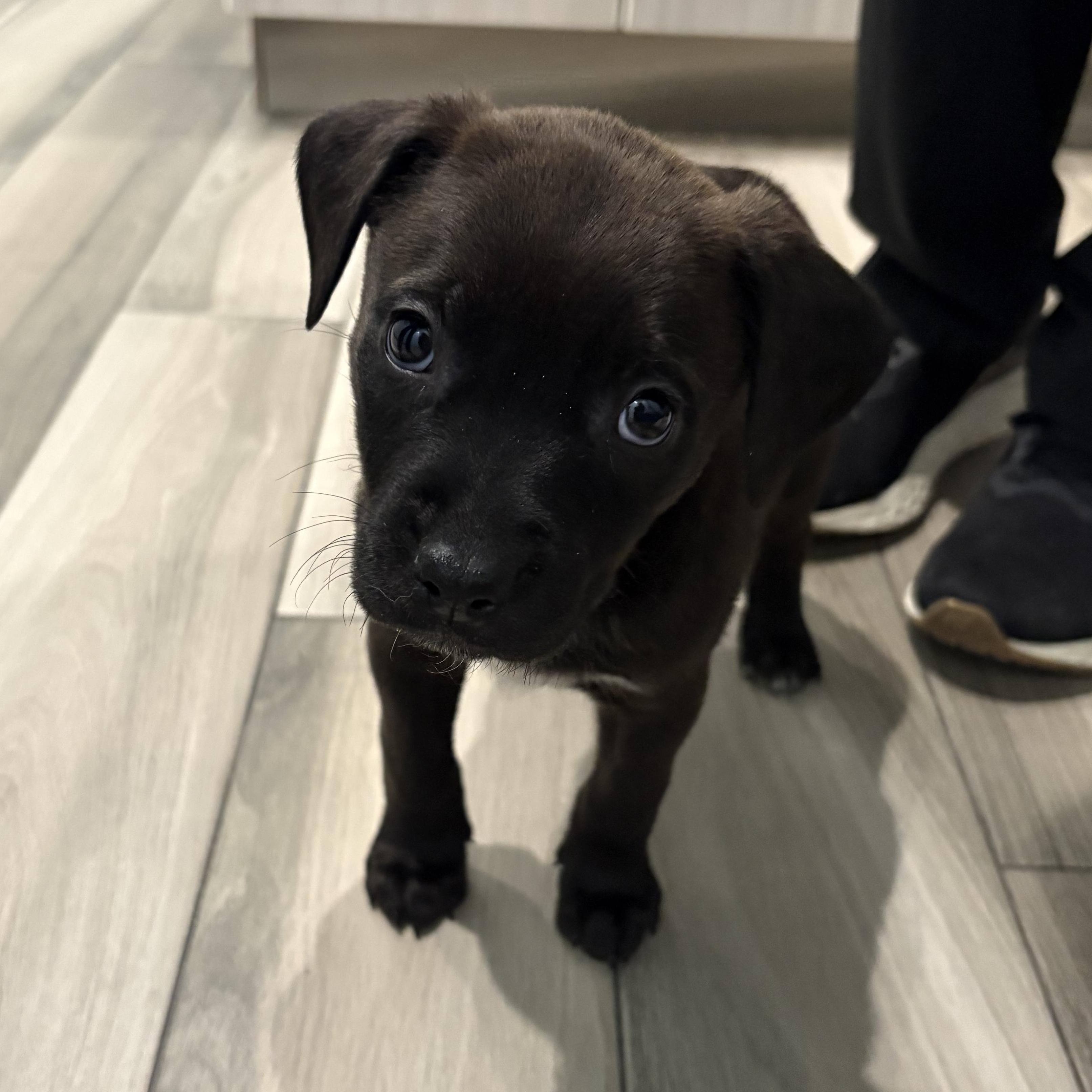 Enlarge Jack, a ADOPTABLE Mixed Breed in Saskatoon, SK image 1/3