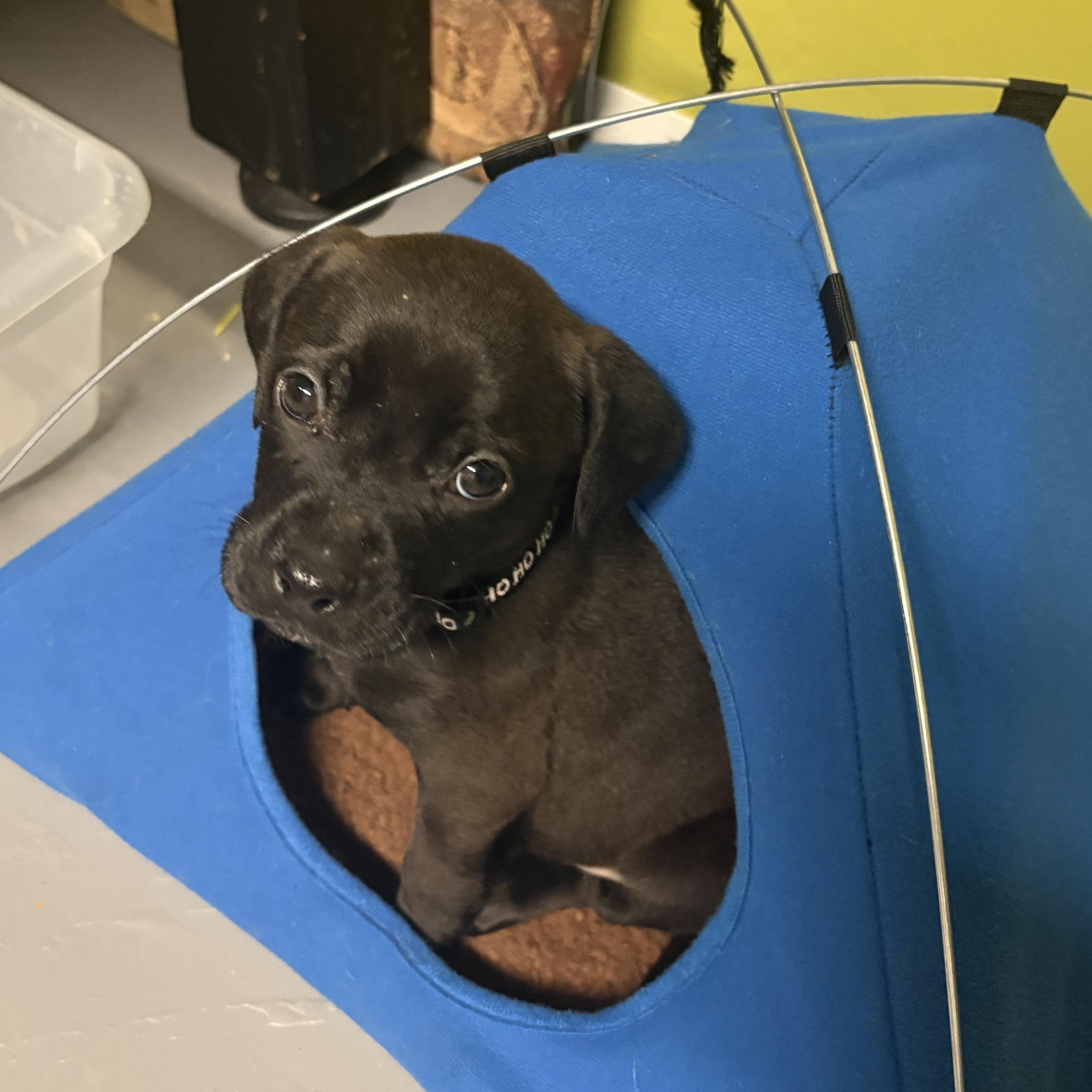 Enlarge Jack, a ADOPTABLE Mixed Breed in Saskatoon, SK image 2/3