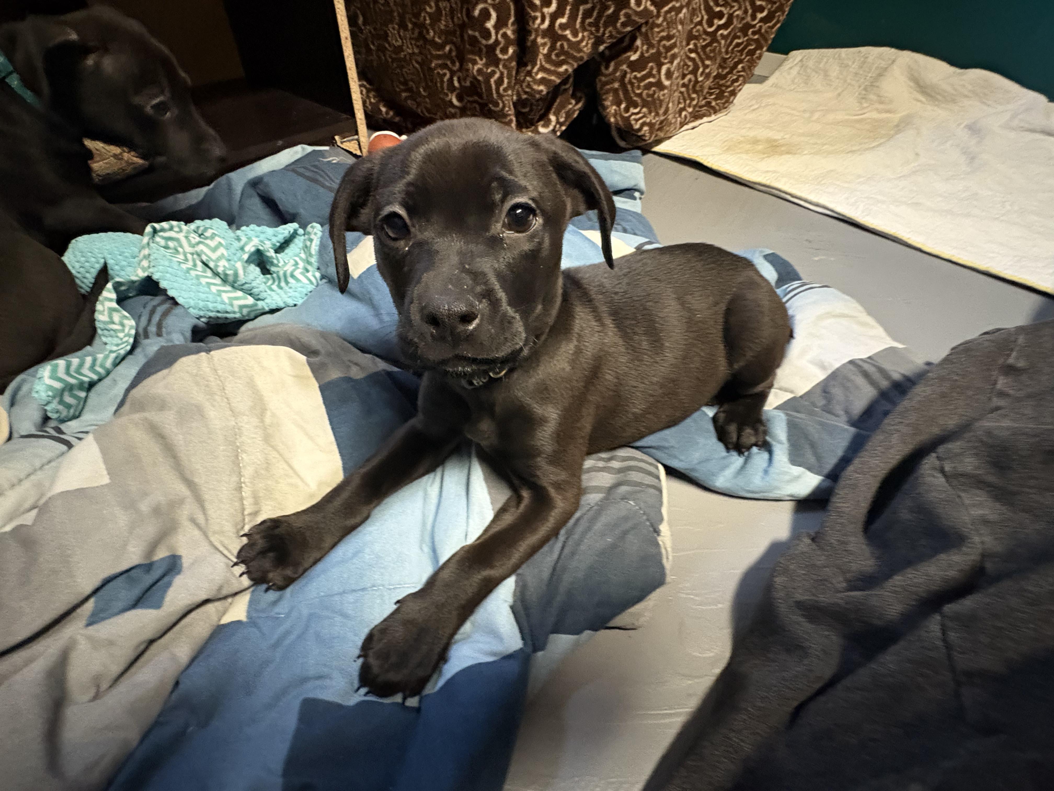 Enlarge Jack, a ADOPTABLE Mixed Breed in Saskatoon, SK image 4/5