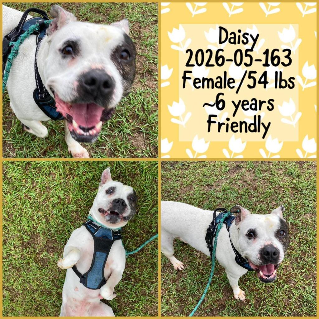 2026-05-163 *Daisy*, Adoptable, Adult Female Pit Bull Terrier.