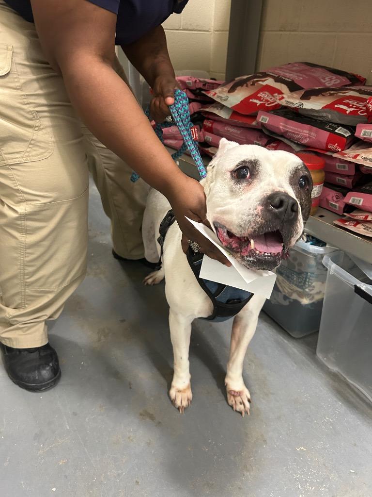 Enlarge 2026-05-163 *Daisy*, a Adoptable Pit Bull Terrier in Winder, GA image 2/2