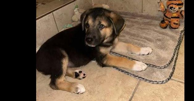 Three Guys: Bear, Adopted, Puppy Male Mixed Breed.