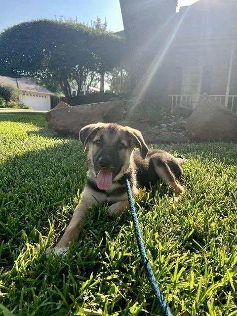 Enlarge Three Guys: Bear, a Adopted mixed breed in Dallas, TX image 2/5