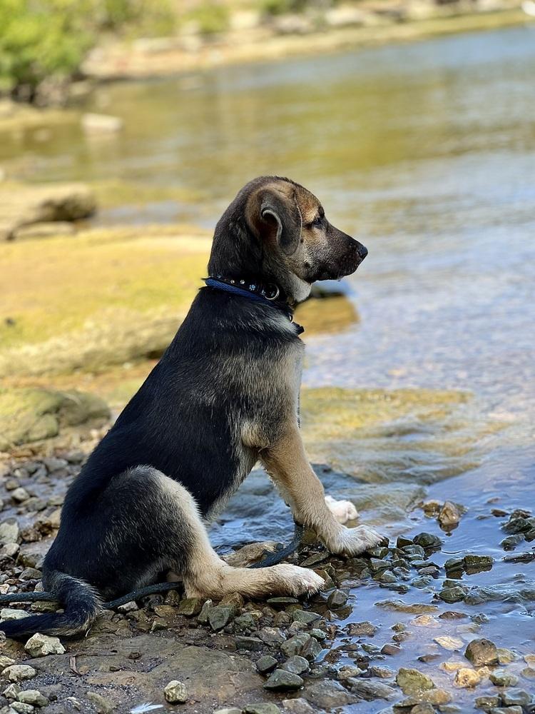Enlarge Three Guys: Bear, a Adopted mixed breed in Dallas, TX image 3/5