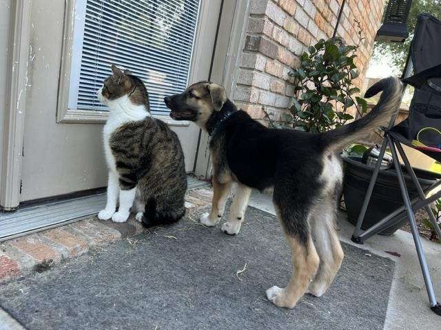 Enlarge Three Guys: Bear, a Adopted mixed breed in Dallas, TX image 4/5